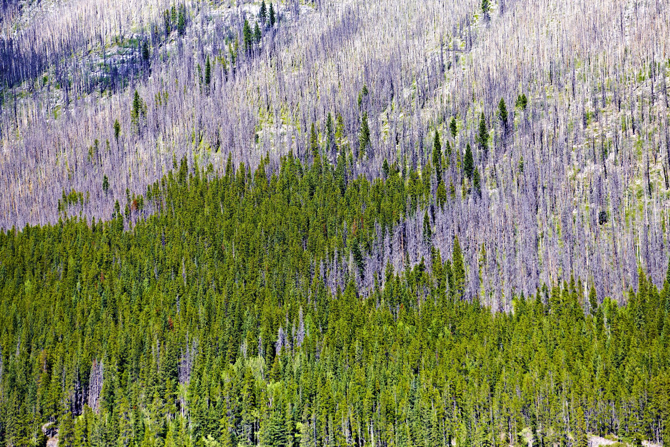 Landscape IV by Peter Morneau on GIANT ART - purple photo art