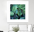 Leaf VIII by Peter Morneau on GIANT ART - white botany