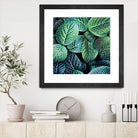 Leaf VIII by Peter Morneau on GIANT ART - white botany