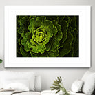 Cabbage I by Peter Morneau on GIANT ART - green photo art