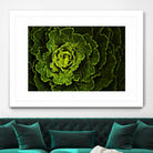 Cabbage I by Peter Morneau on GIANT ART - green photo art