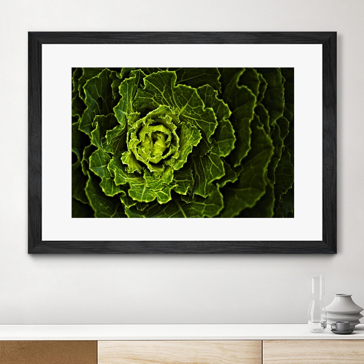 Cabbage I by Peter Morneau on GIANT ART - green photo art