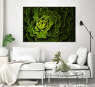 Cabbage I by Peter Morneau on GIANT ART - green photo art
