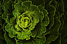 Cabbage I by Peter Morneau on GIANT ART - green photo art