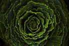 Cabbage II by Peter Morneau on GIANT ART - green photo art