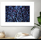 Blueberries II by Peter Morneau on GIANT ART - blue photo art