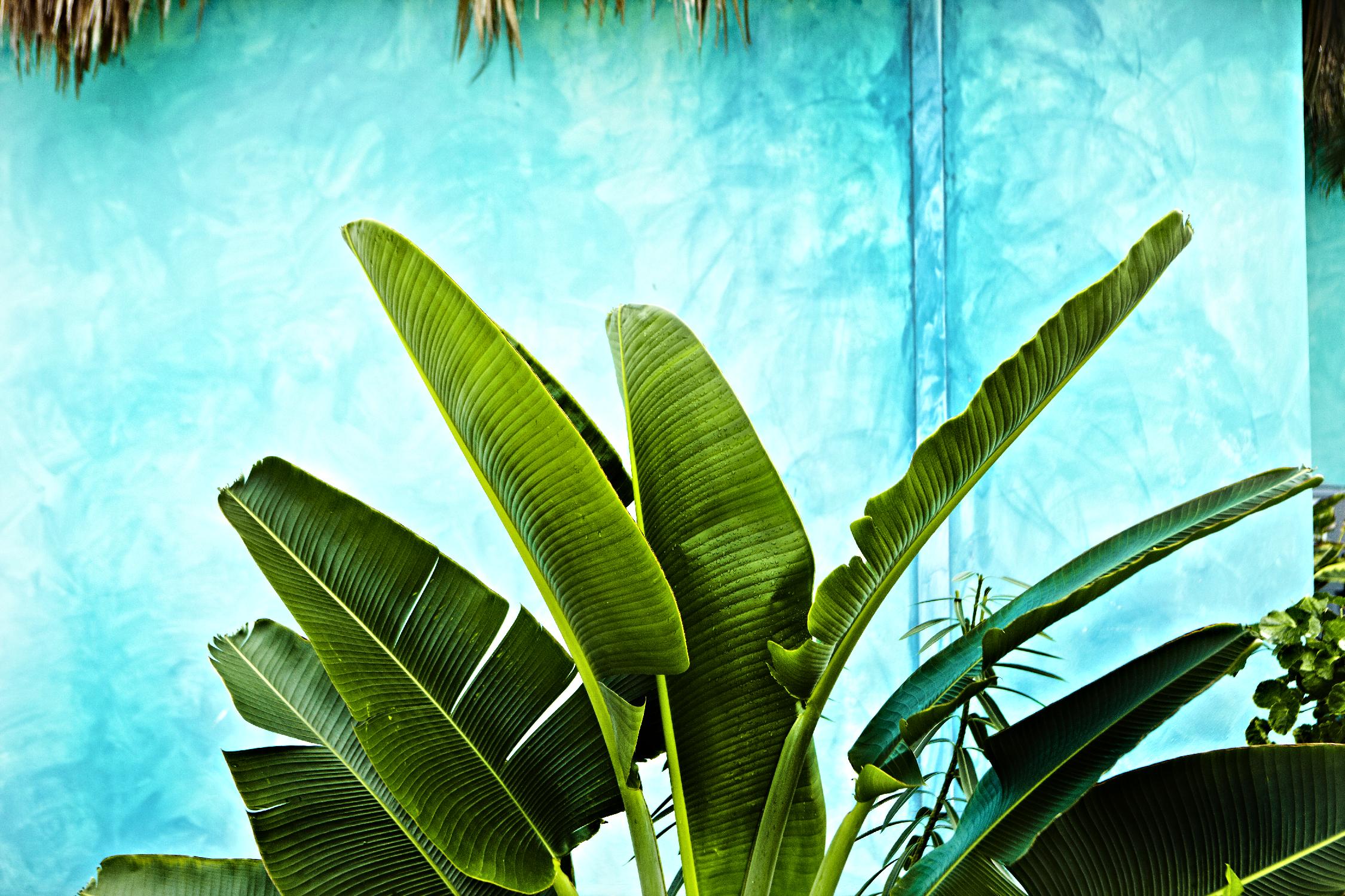 Tropical II by Peter Morneau on GIANT ART - green photo art