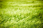 Grass I by Peter Morneau on GIANT ART - green photo art