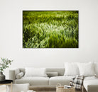 Grass IV by Peter Morneau on GIANT ART - green photo art