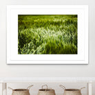 Grass IV by Peter Morneau on GIANT ART - green photo art