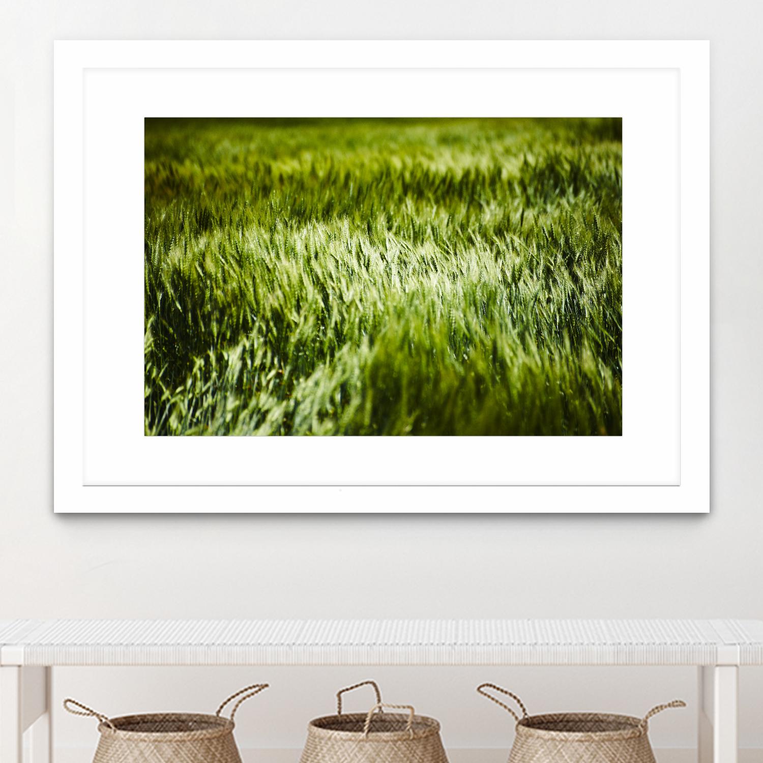 Grass IV by Peter Morneau on GIANT ART - green photo art