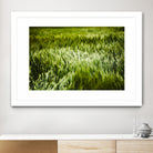 Grass IV by Peter Morneau on GIANT ART - green photo art