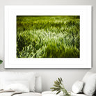 Grass IV by Peter Morneau on GIANT ART - green photo art