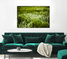 Grass IV by Peter Morneau on GIANT ART - green photo art