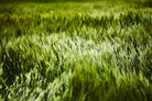 Grass IV by Peter Morneau on GIANT ART - green photo art