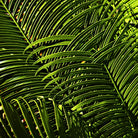 Leaves III by Peter Morneau on GIANT ART - green photo art