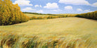 Wild Meadows by Stephen Henning on GIANT ART - blue landscape