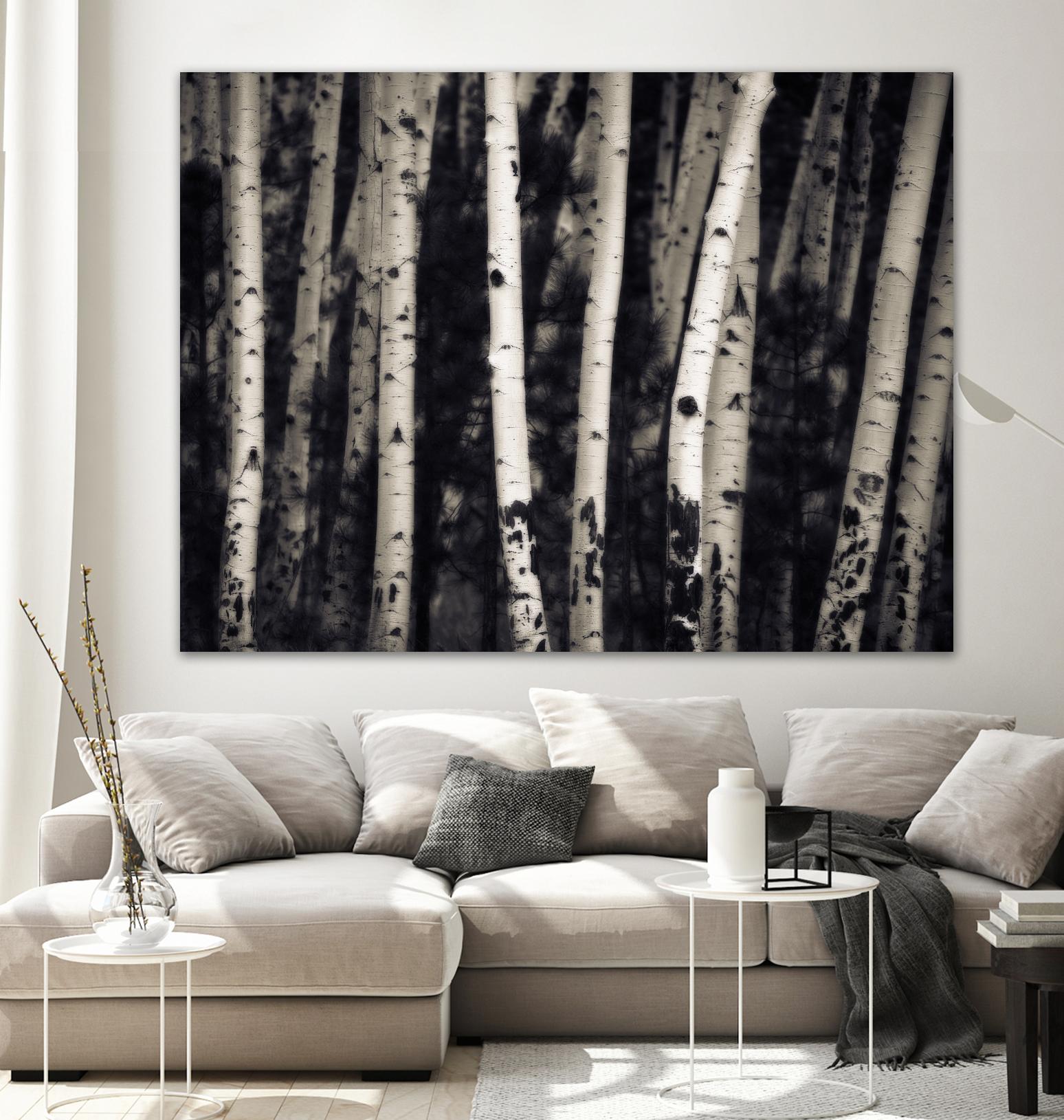 Birch Trees by Jamie Cook on GIANT ART - black landscape