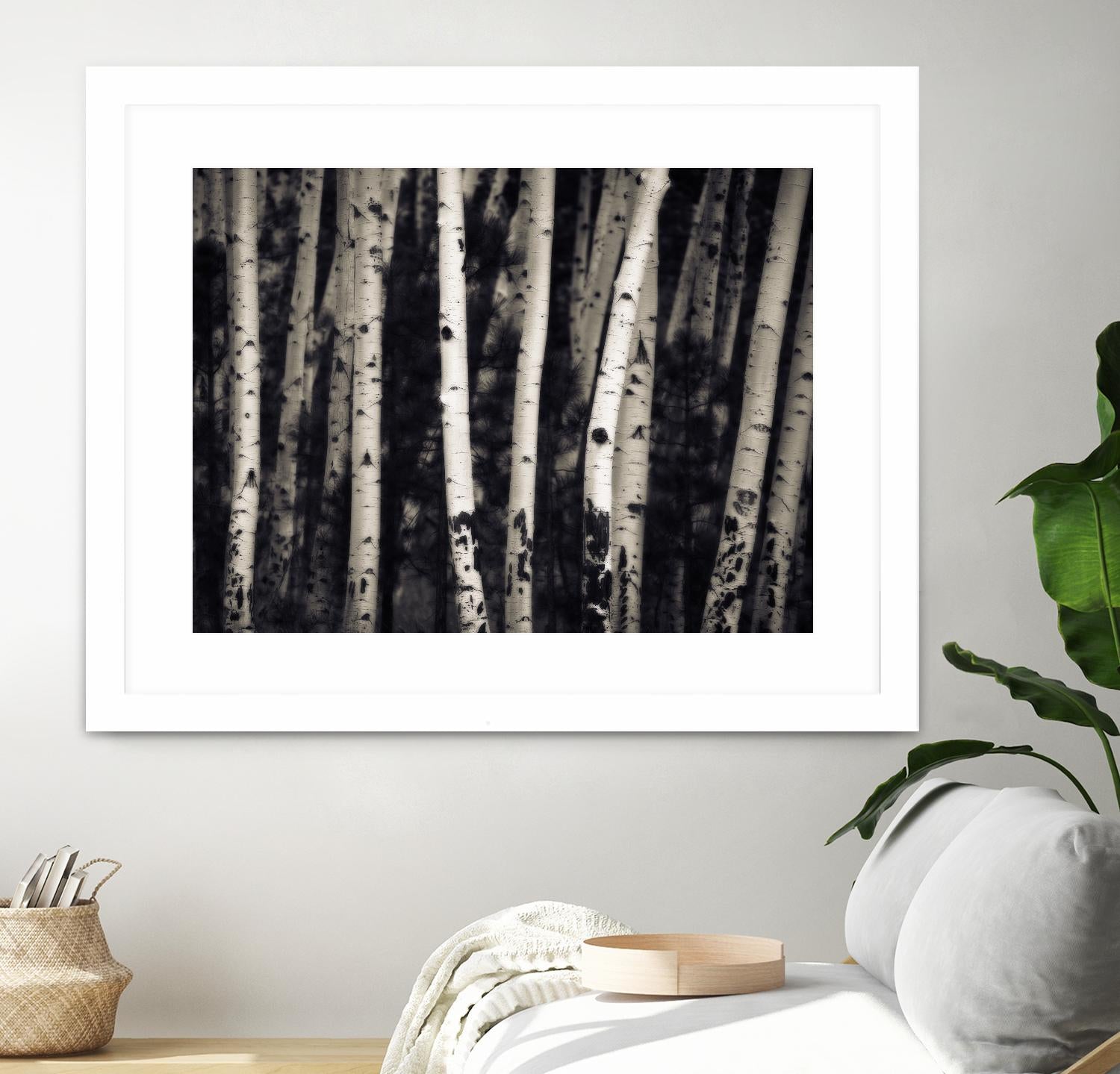 Birch Trees by Jamie Cook on GIANT ART - black landscape