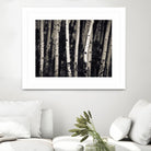 Birch Trees by Jamie Cook on GIANT ART - black landscape