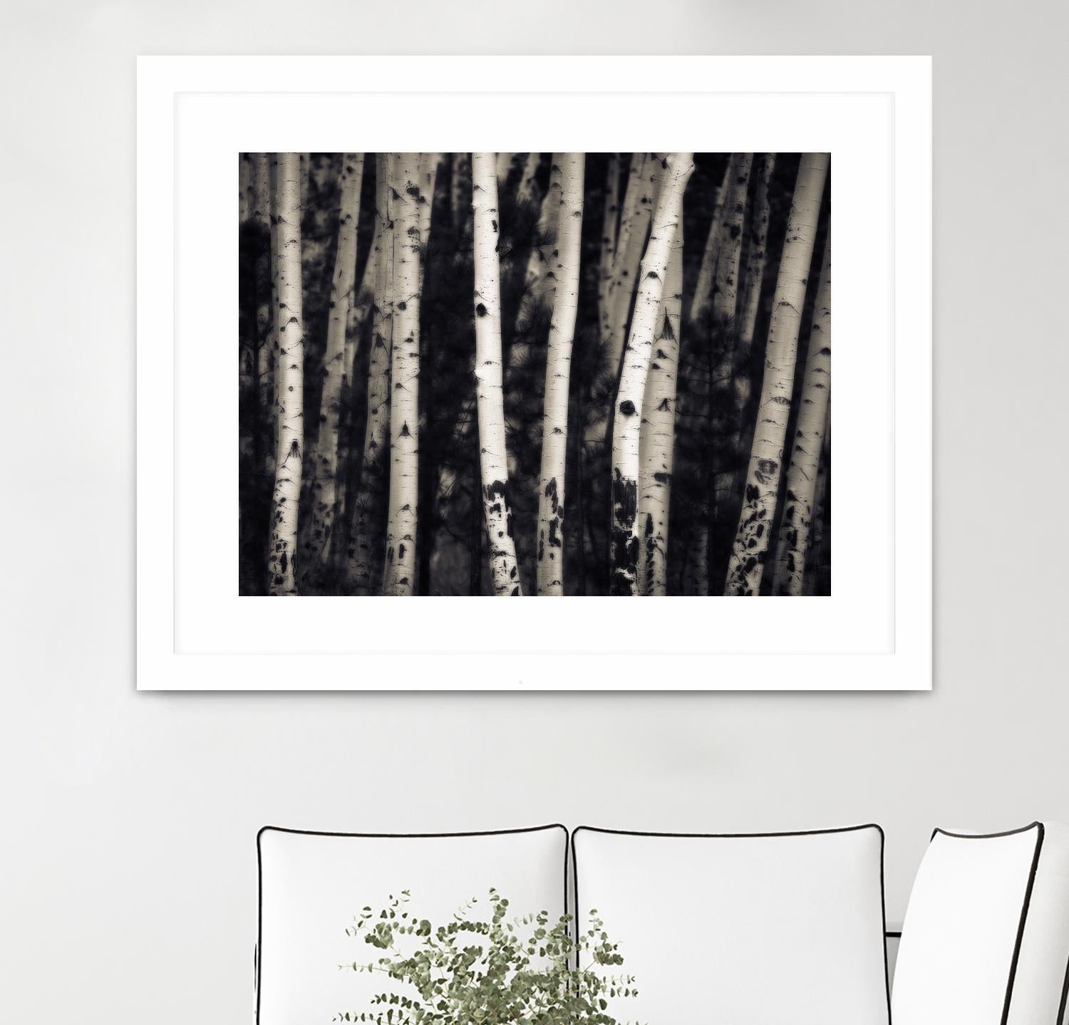 Birch Trees by Jamie Cook on GIANT ART - black landscape