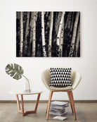 Birch Trees by Jamie Cook on GIANT ART - black landscape
