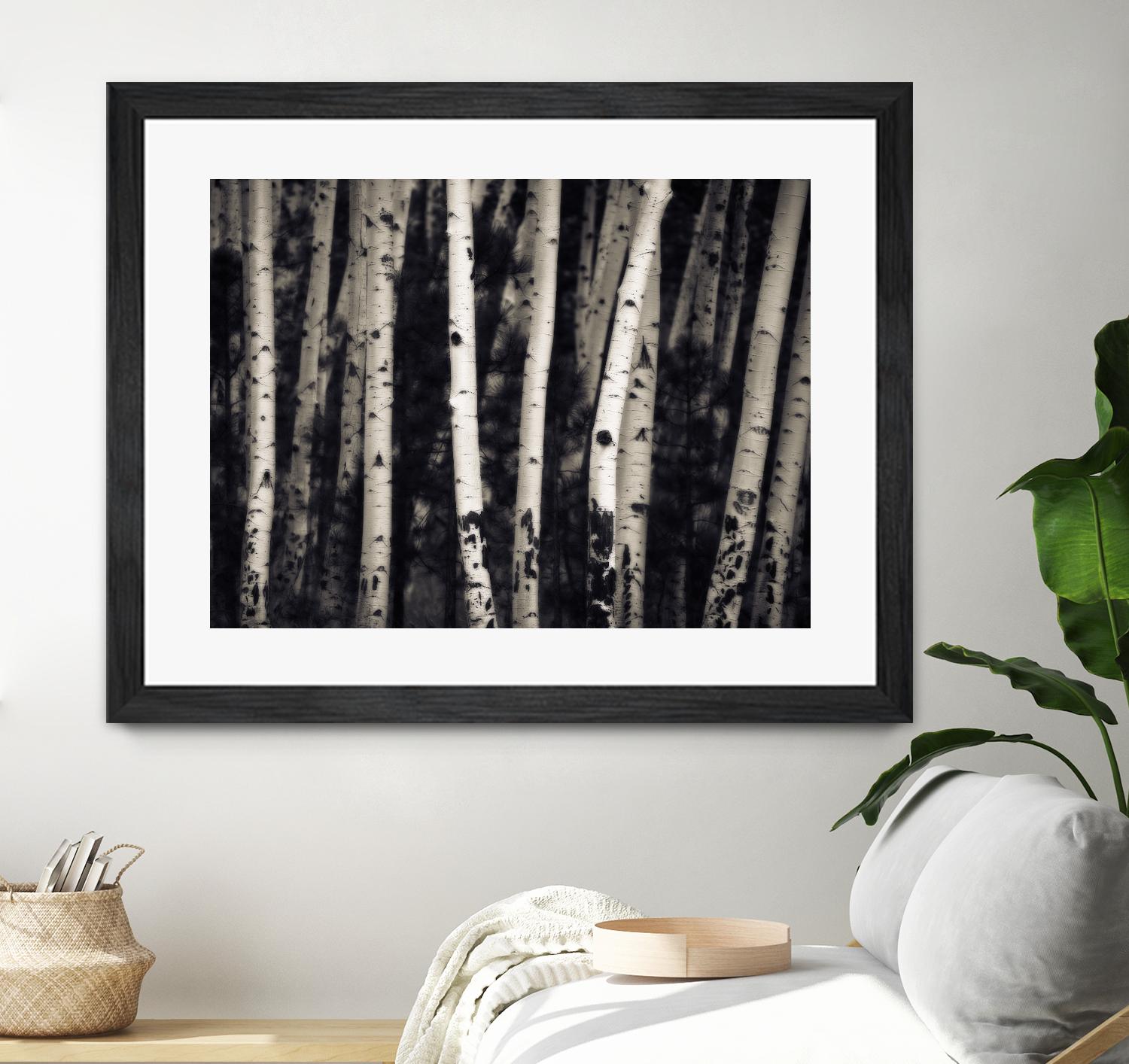 Birch Trees by Jamie Cook on GIANT ART - black landscape