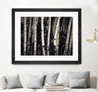 Birch Trees by Jamie Cook on GIANT ART - black landscape