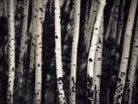 Birch Trees by Jamie Cook on GIANT ART - black landscape