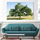 Strength by Acer Images on GIANT ART - blue trees