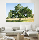 Strength by Acer Images on GIANT ART - blue trees