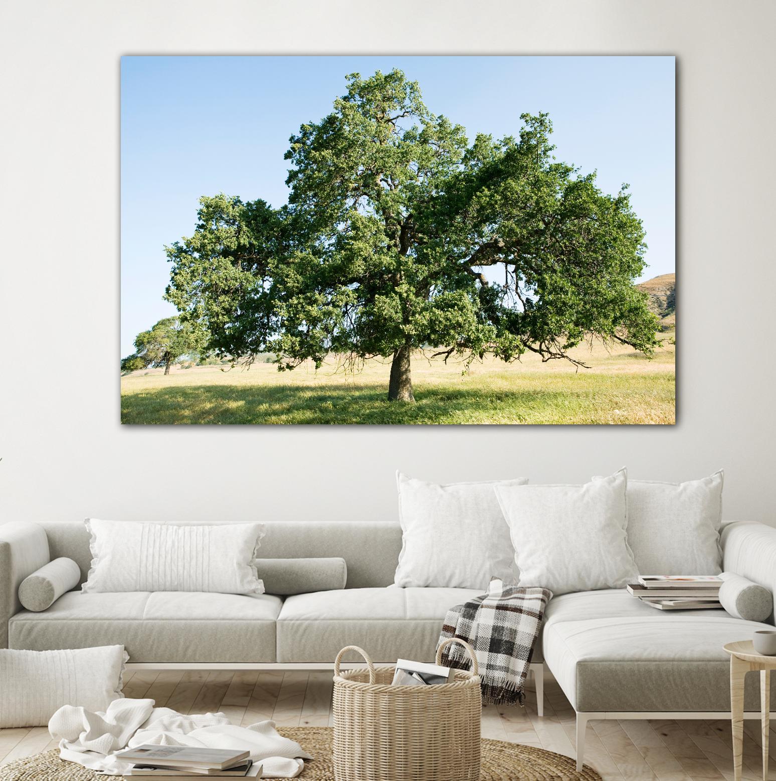 Strength by Acer Images on GIANT ART - blue trees