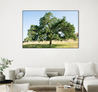 Strength by Acer Images on GIANT ART - blue trees