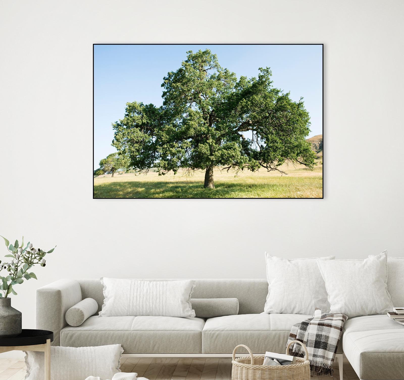 Strength by Acer Images on GIANT ART - blue trees