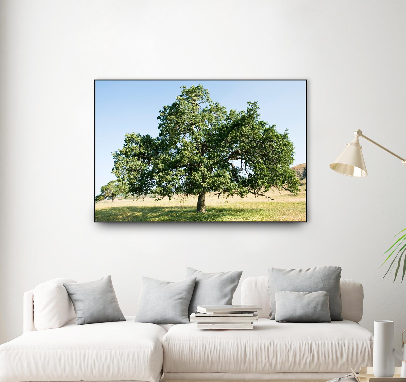 Strength by Acer Images on GIANT ART - blue trees