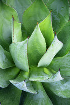 Yucca Study 1 by Acer Images on GIANT ART - green botany