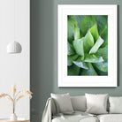 Yucca Study 1 by Acer Images on GIANT ART - green botany