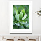 Yucca Study 1 by Acer Images on GIANT ART - green botany