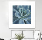 Sweet Succulent by Karen Ussery on GIANT ART - blue botany