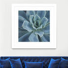 Sweet Succulent by Karen Ussery on GIANT ART - blue botany