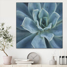 Sweet Succulent by Karen Ussery on GIANT ART - blue botany