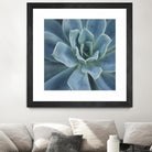 Sweet Succulent by Karen Ussery on GIANT ART - blue botany