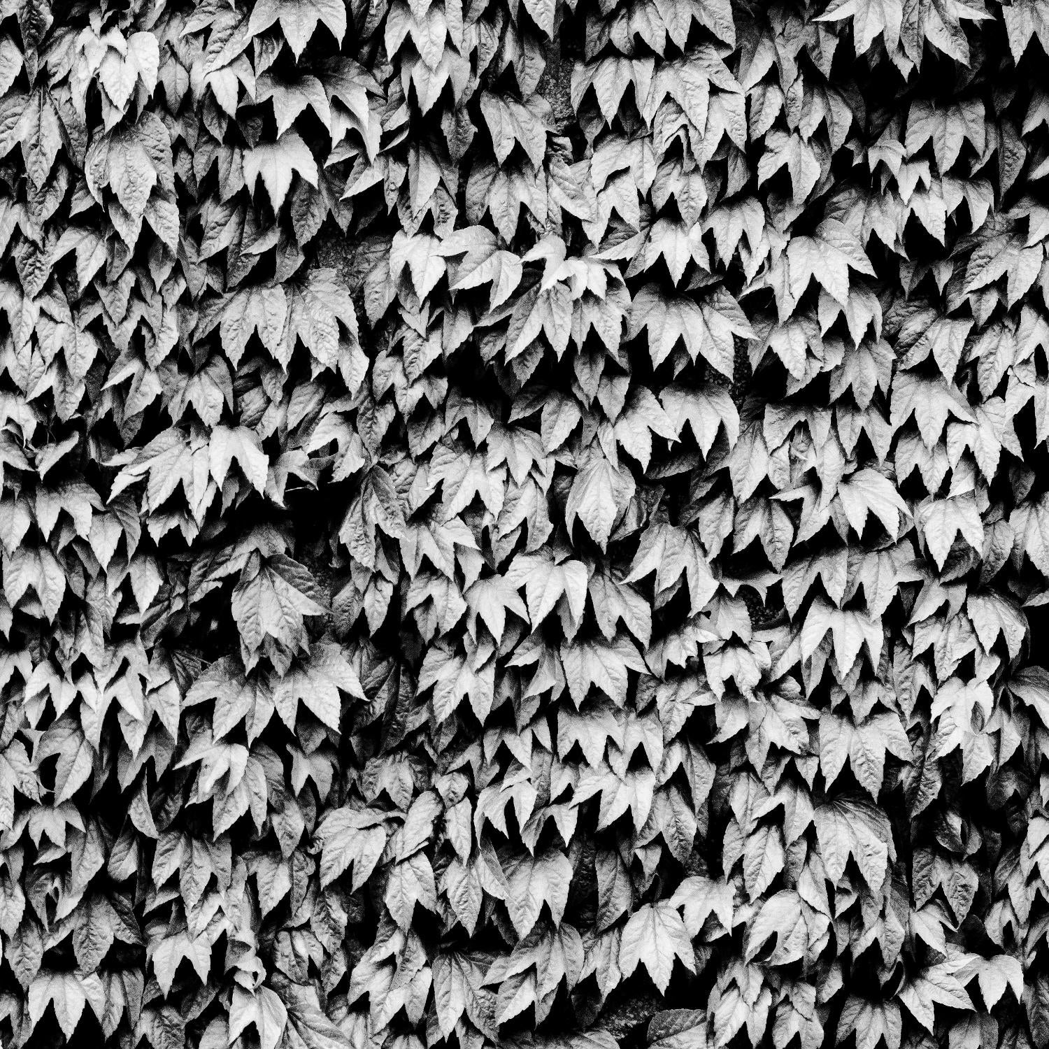 Wall of Leaves by Kyle Goldie on GIANT ART - white photo art