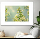 Spring Beauty II by Sue Schlabach on GIANT ART - white floral