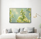 Spring Beauty II by Sue Schlabach on GIANT ART - white floral