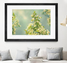 Spring Beauty II by Sue Schlabach on GIANT ART - white floral