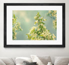 Spring Beauty II by Sue Schlabach on GIANT ART - white floral