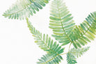 Ferns I by Chris Paschke on GIANT ART - green tropical