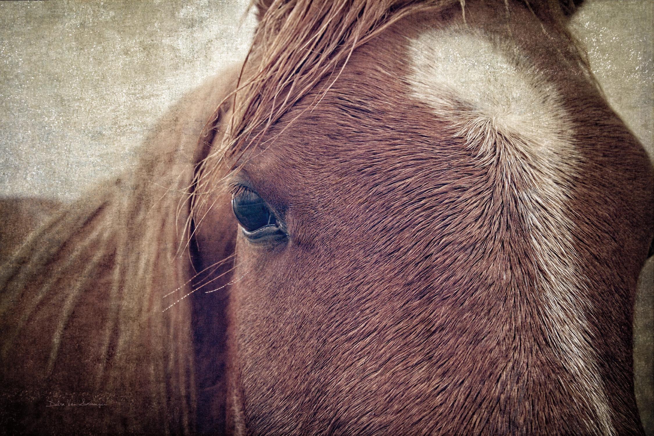 Dew Lashes by Debra Van Swearingen on GIANT ART - animals animals