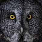 Great Grey Owl by Nathan Larson on GIANT ART - animals animals